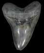 Serrated, Megalodon Tooth - Monster Tooth! #35961-1